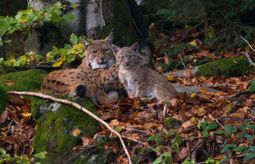 01_Luchs-1