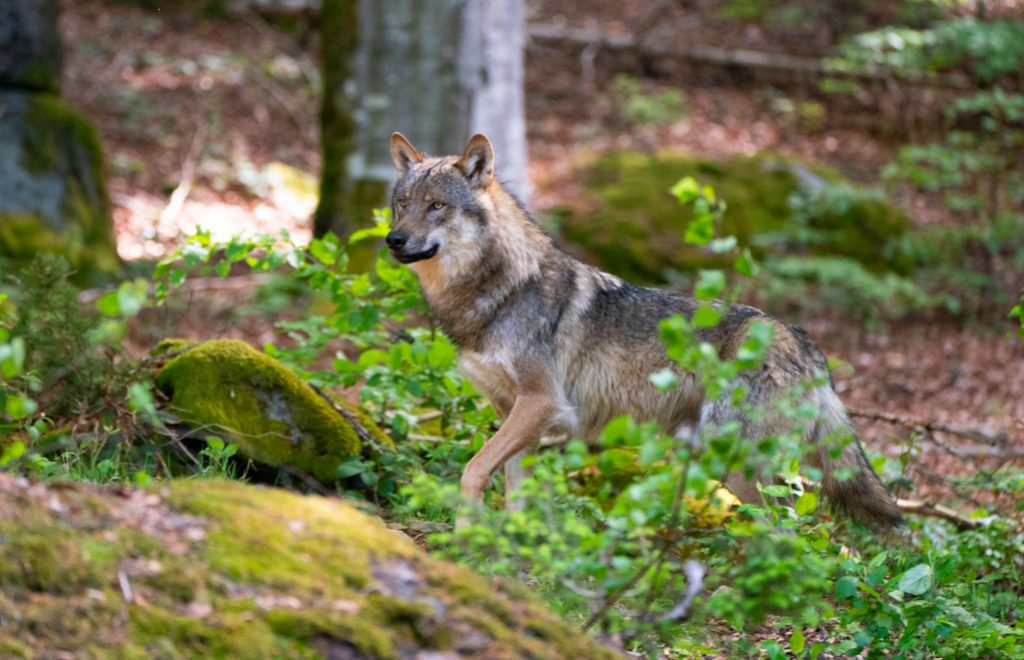 01_Wolf-1